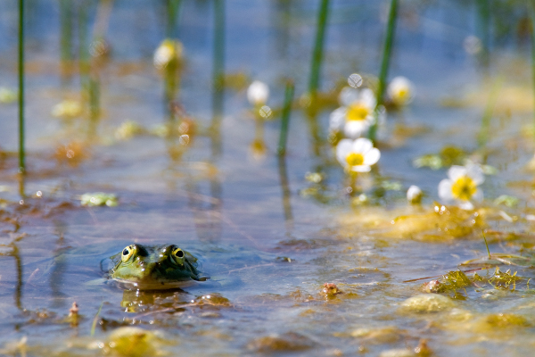 Les zones humides et leur biodiversité disparaissent en France © J.-J. Carlier